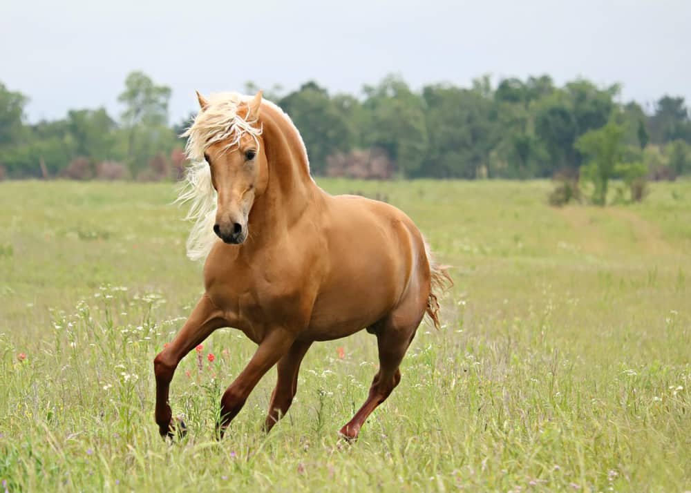 9 Fun Facts About Palomino Horses