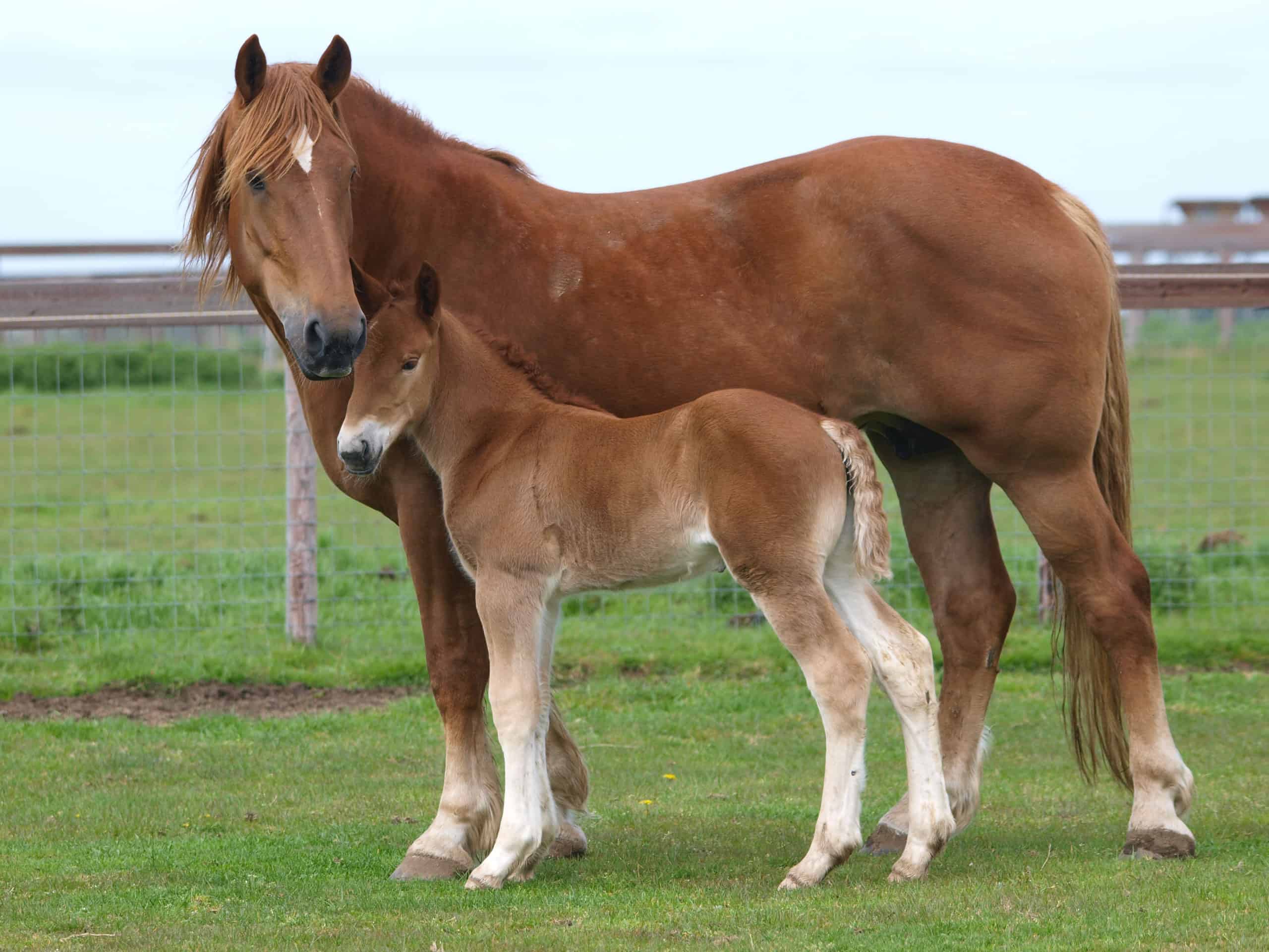 Baby Horse Called