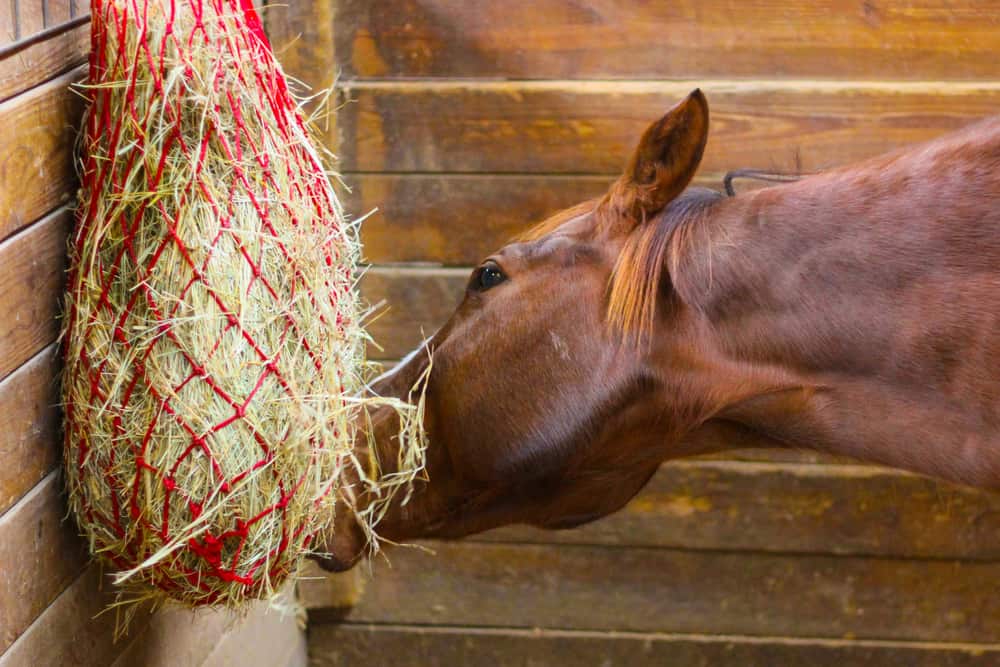 How Much Hay Does Your Horse Need