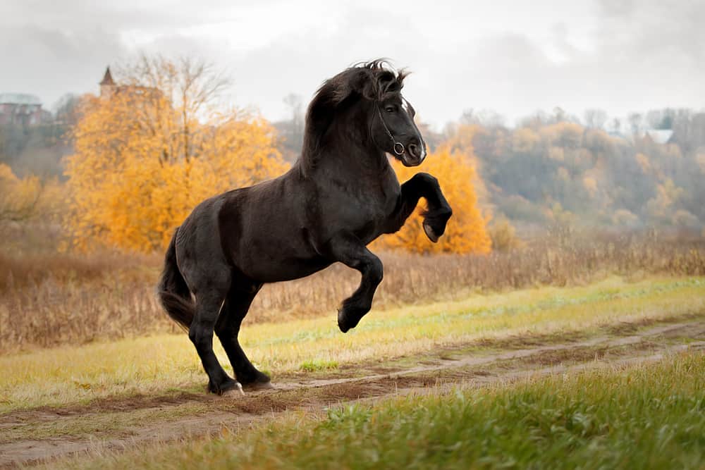 Horse,Breed,Percheron,On,Its,Hind,Legs,In,The,Jump