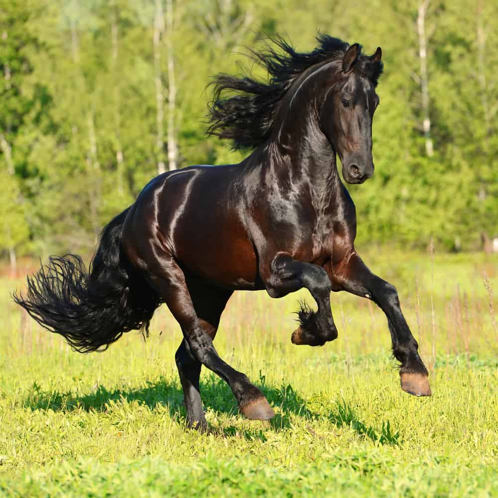 Physical Characteristics of a Friesian Horse