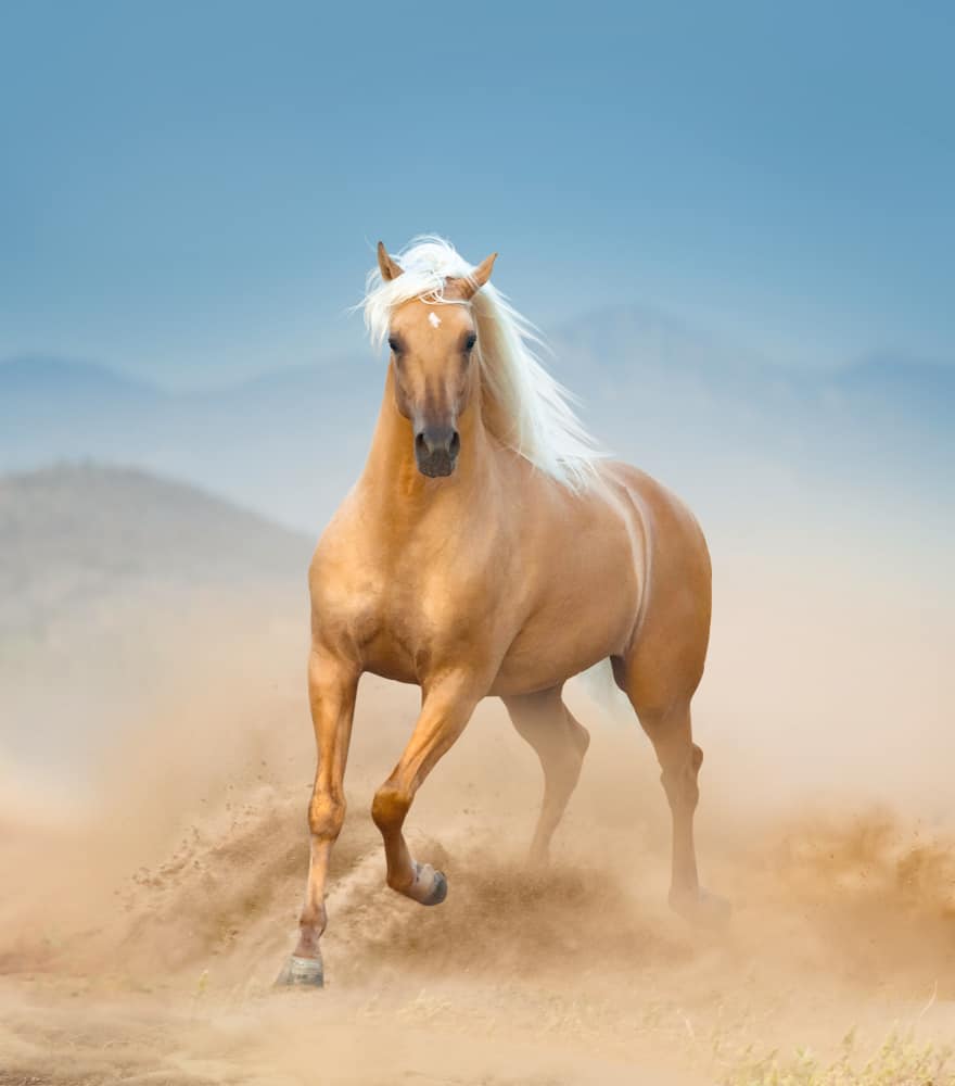 The Origin of Palomino Horses