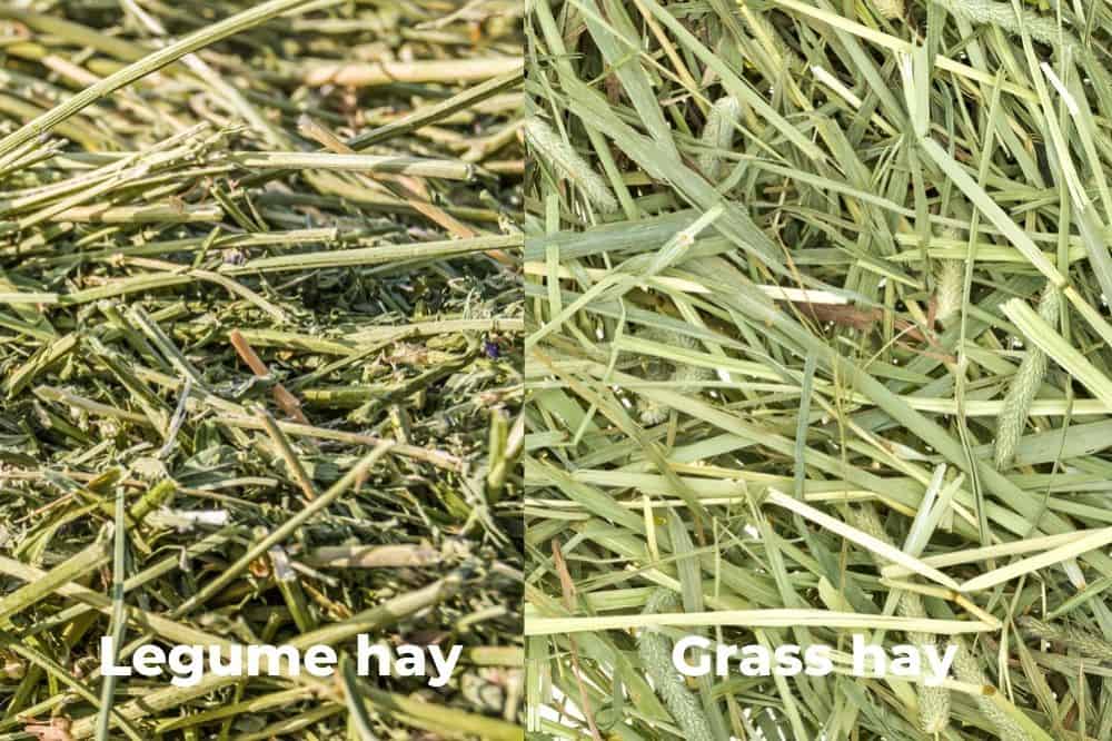 Types of Hay
