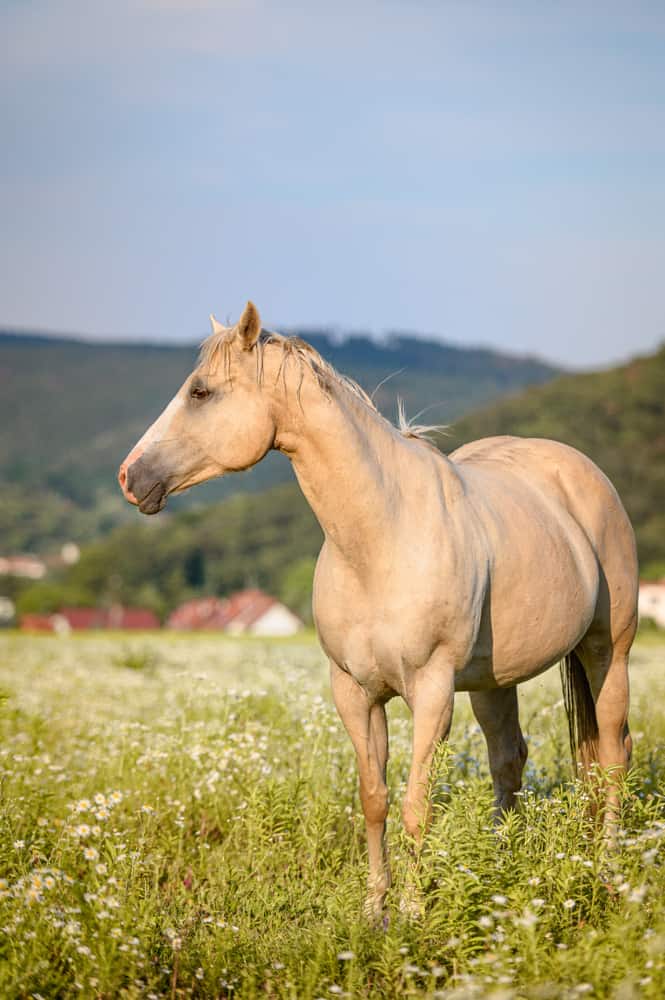 What Exactly Is a Palomino Horse