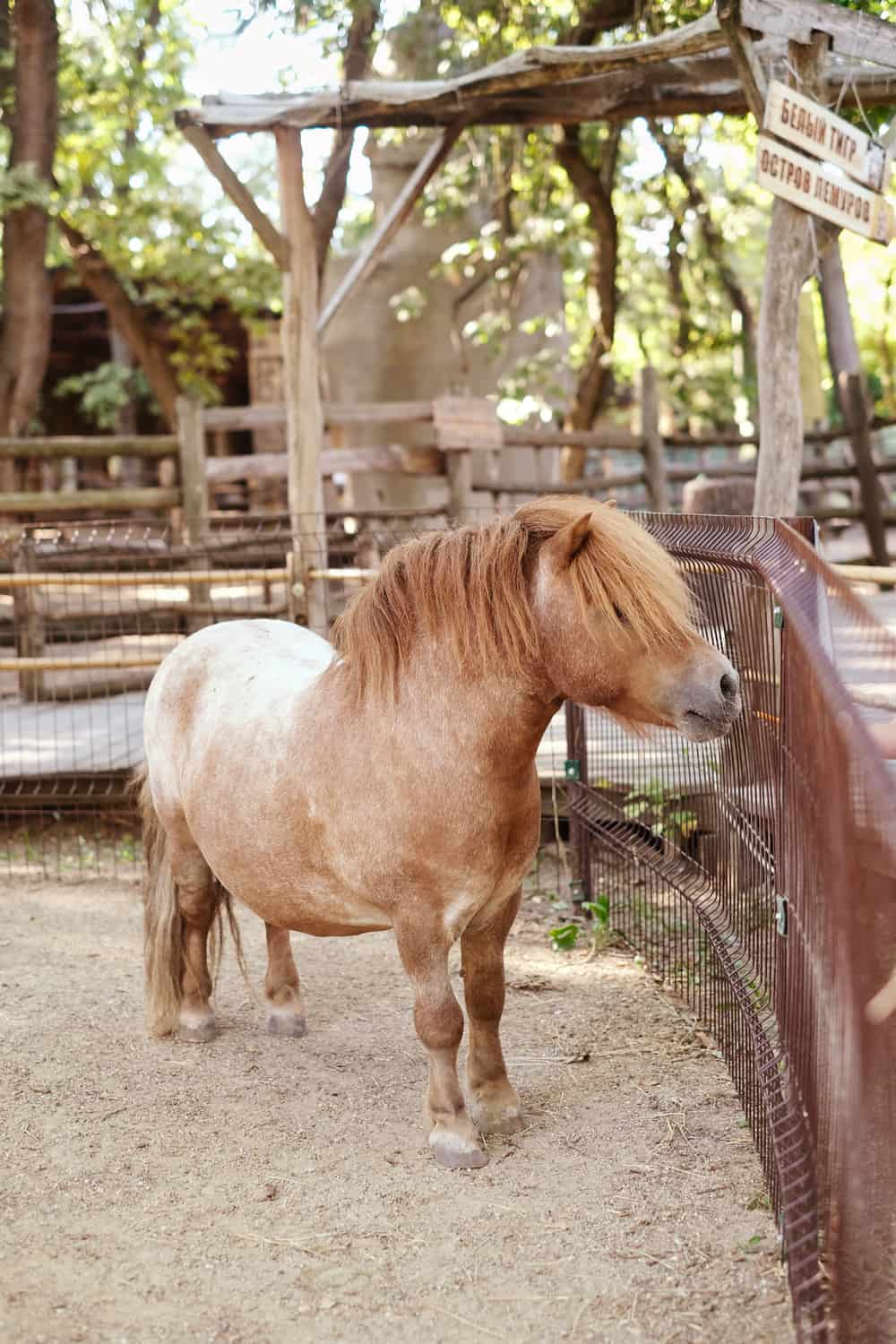 5 Tips to Keep a Miniature Horse Healthy