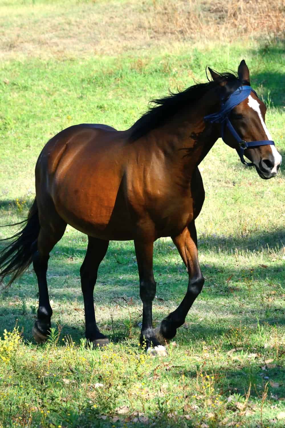 Anglo-Arabian horse