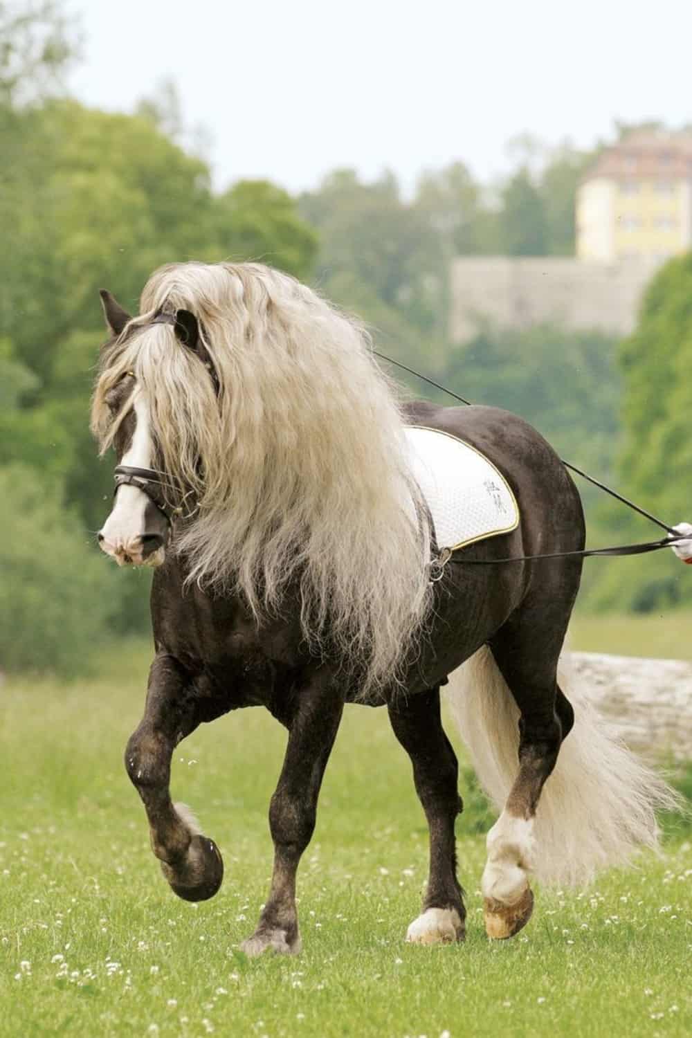 Black Forest Pony