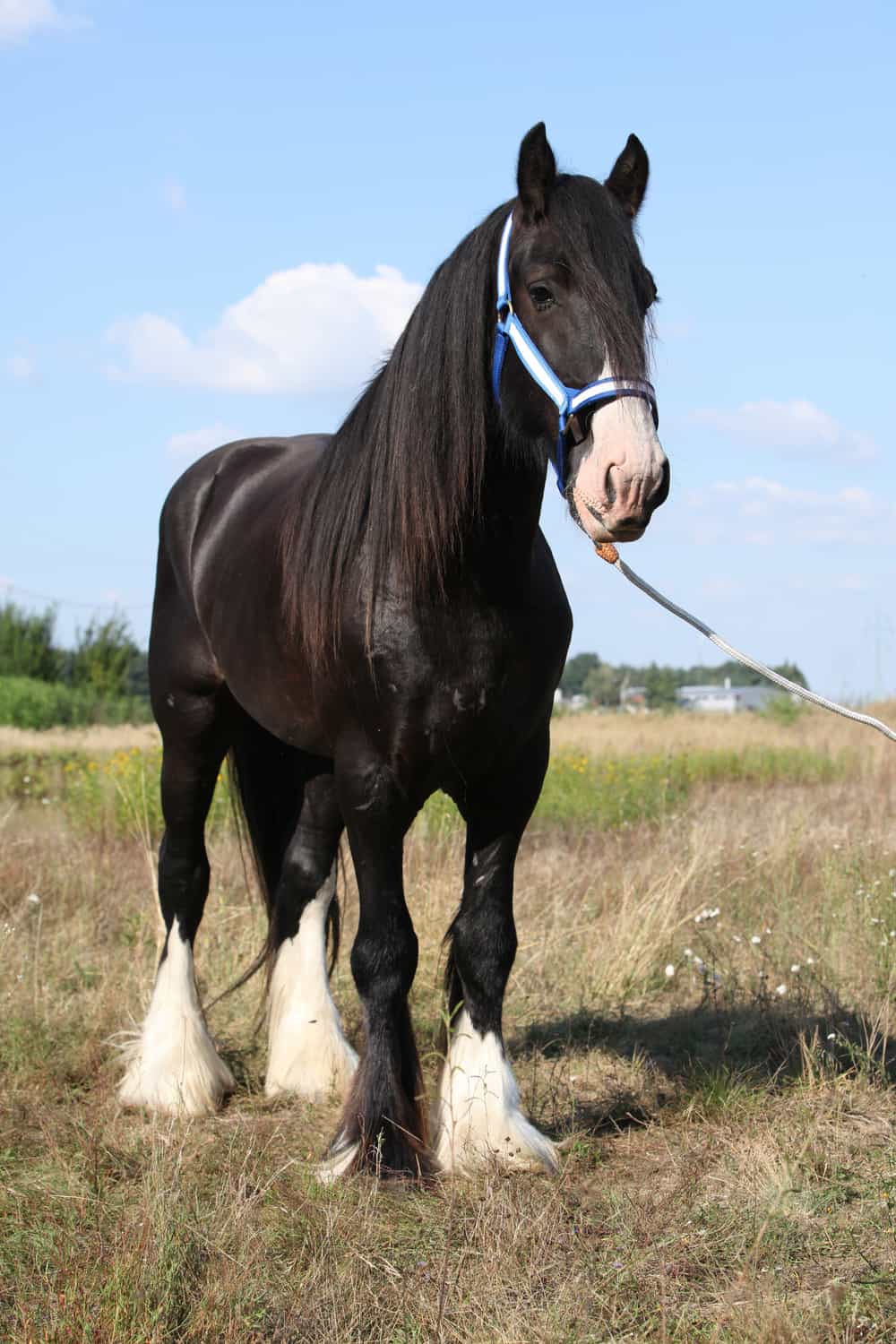 Caring for a Shire Horse