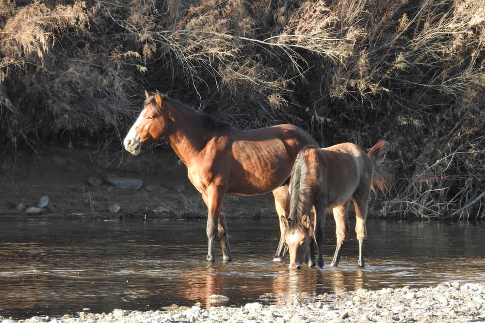 Current Situation of the Natural Horse Habitat In the United States