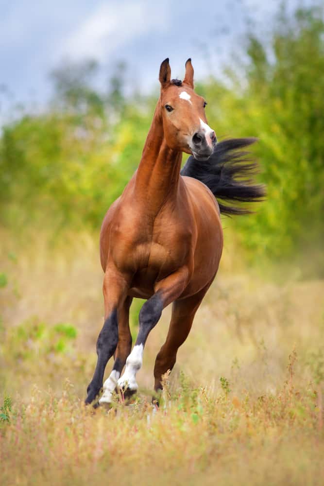 Factors that Determine the Horse Speed