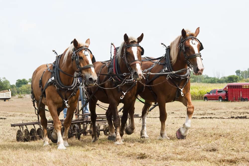 How Fast Can a Draft Horse Pull a Wheeled Load