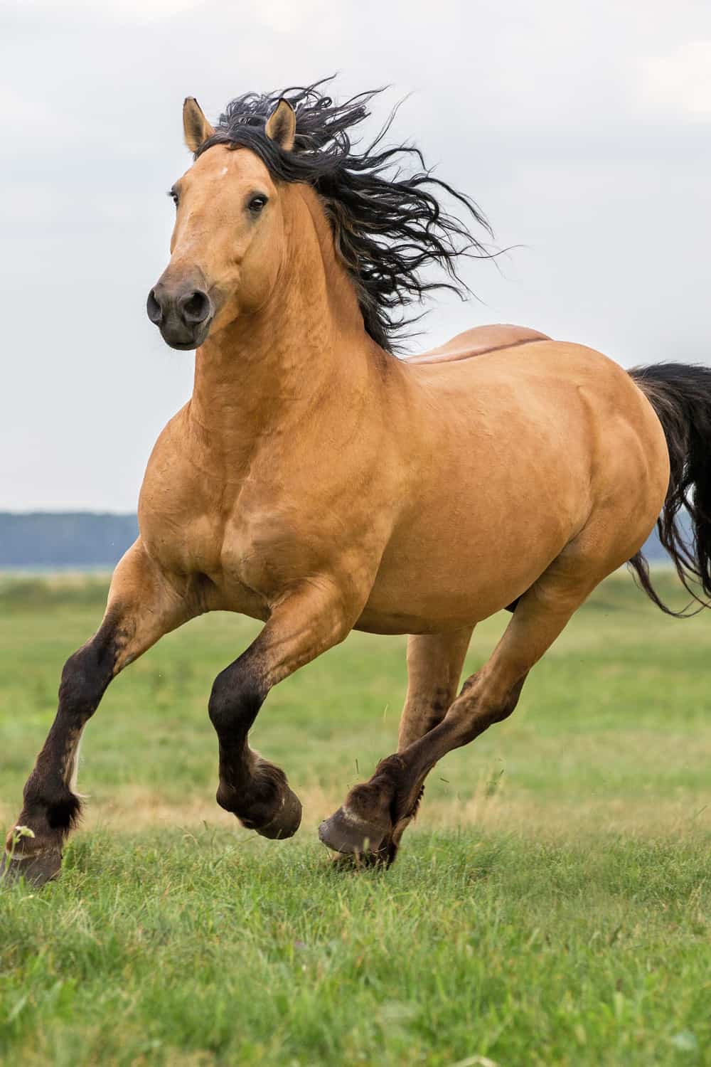 How Long Can a Horse Run
