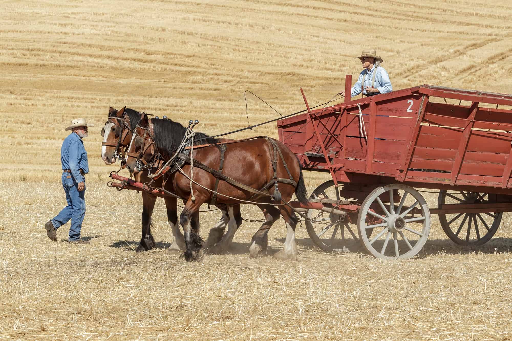 How Much Can a Draft Horse Pull