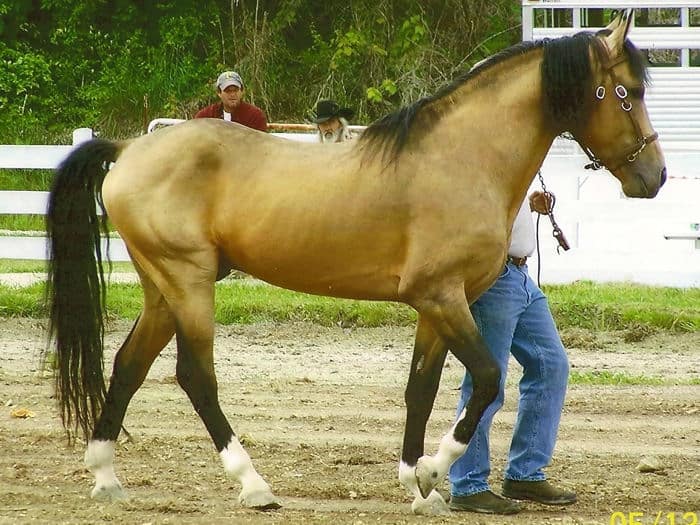 Kentucky Natural Gated horse