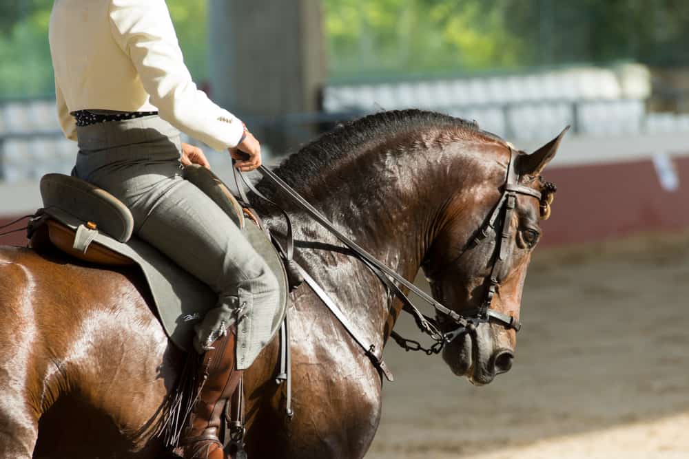 Make Neck Reining Part of Your Regular Riding Routine