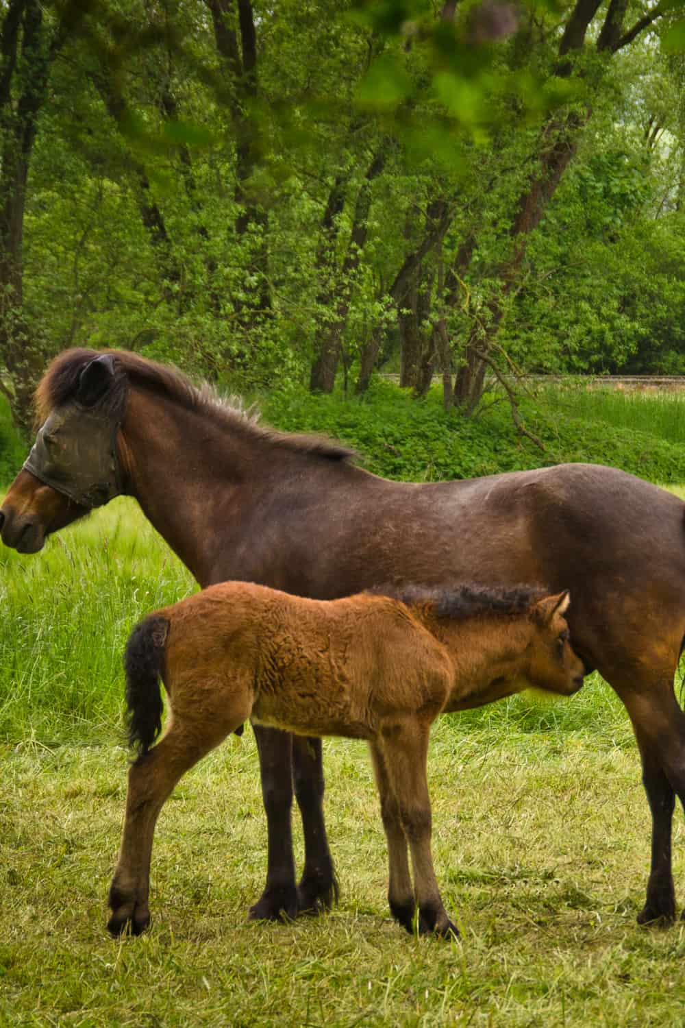 Mare horses as mothers