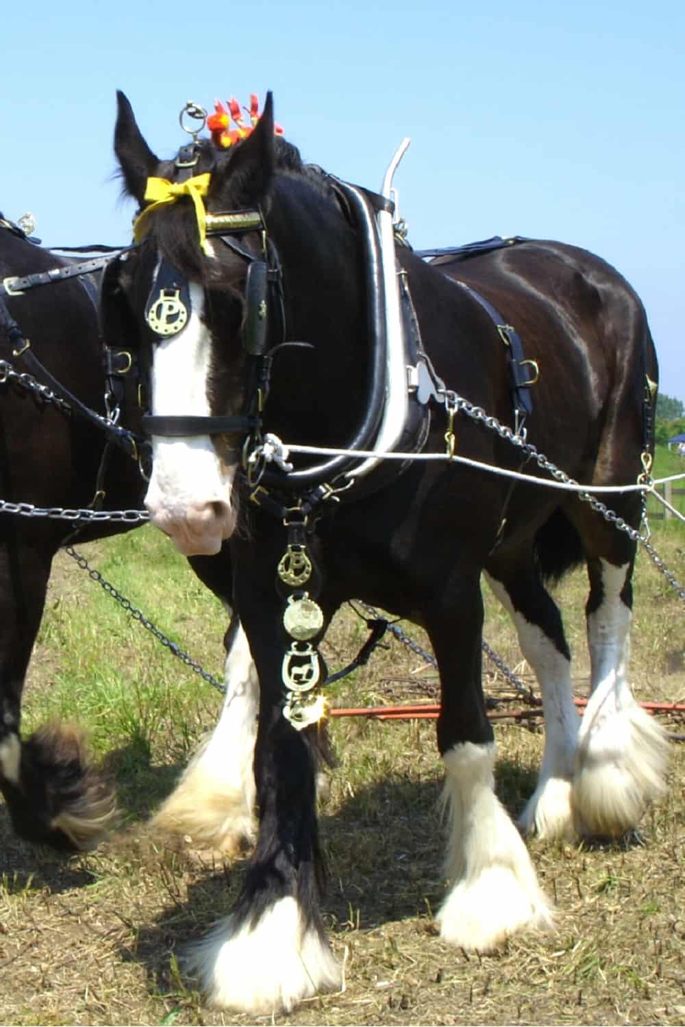 Shire horse work