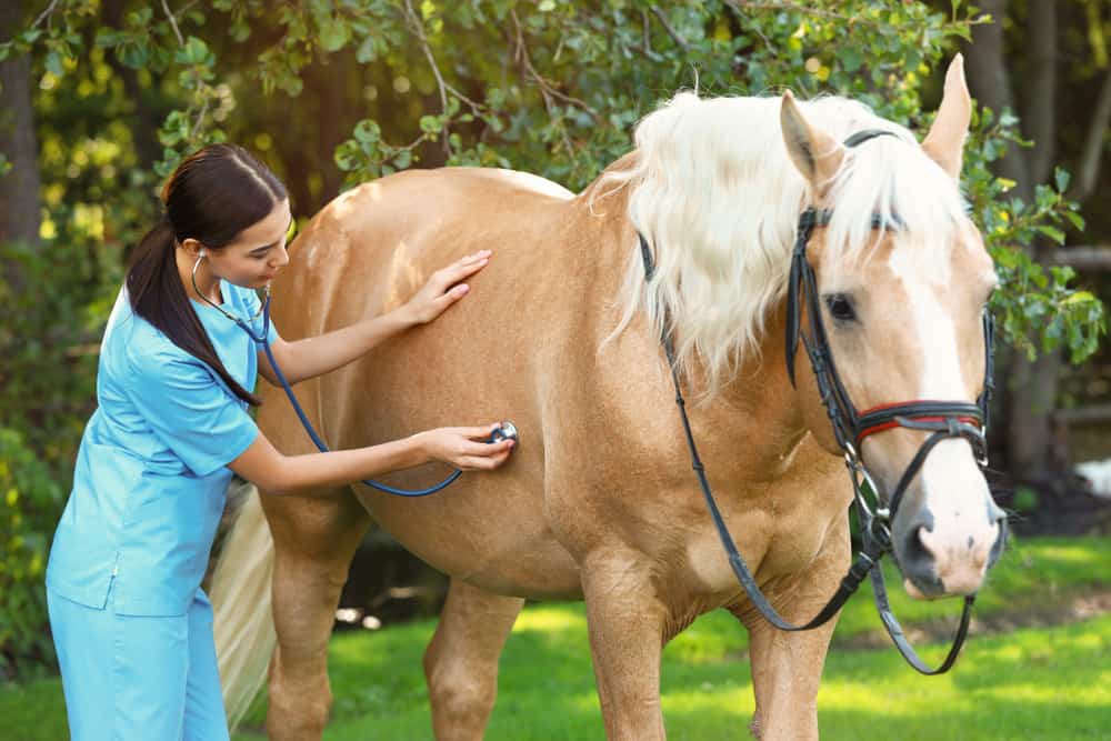 Stallion Horse Common Diseases
