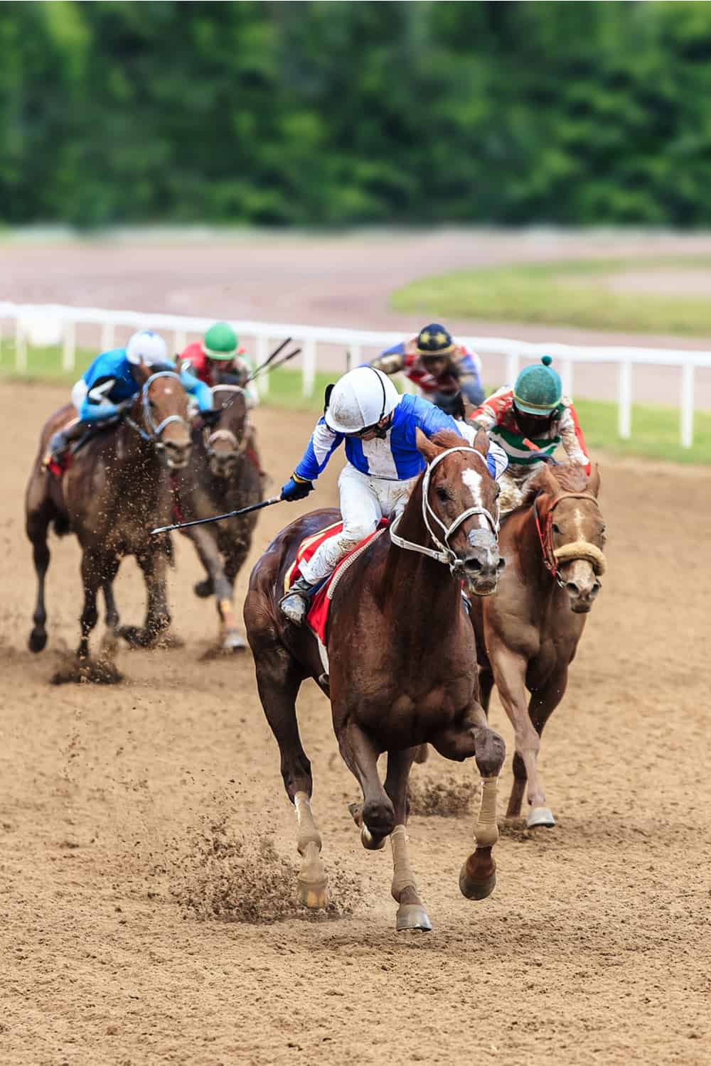 Stallion Horse Racing