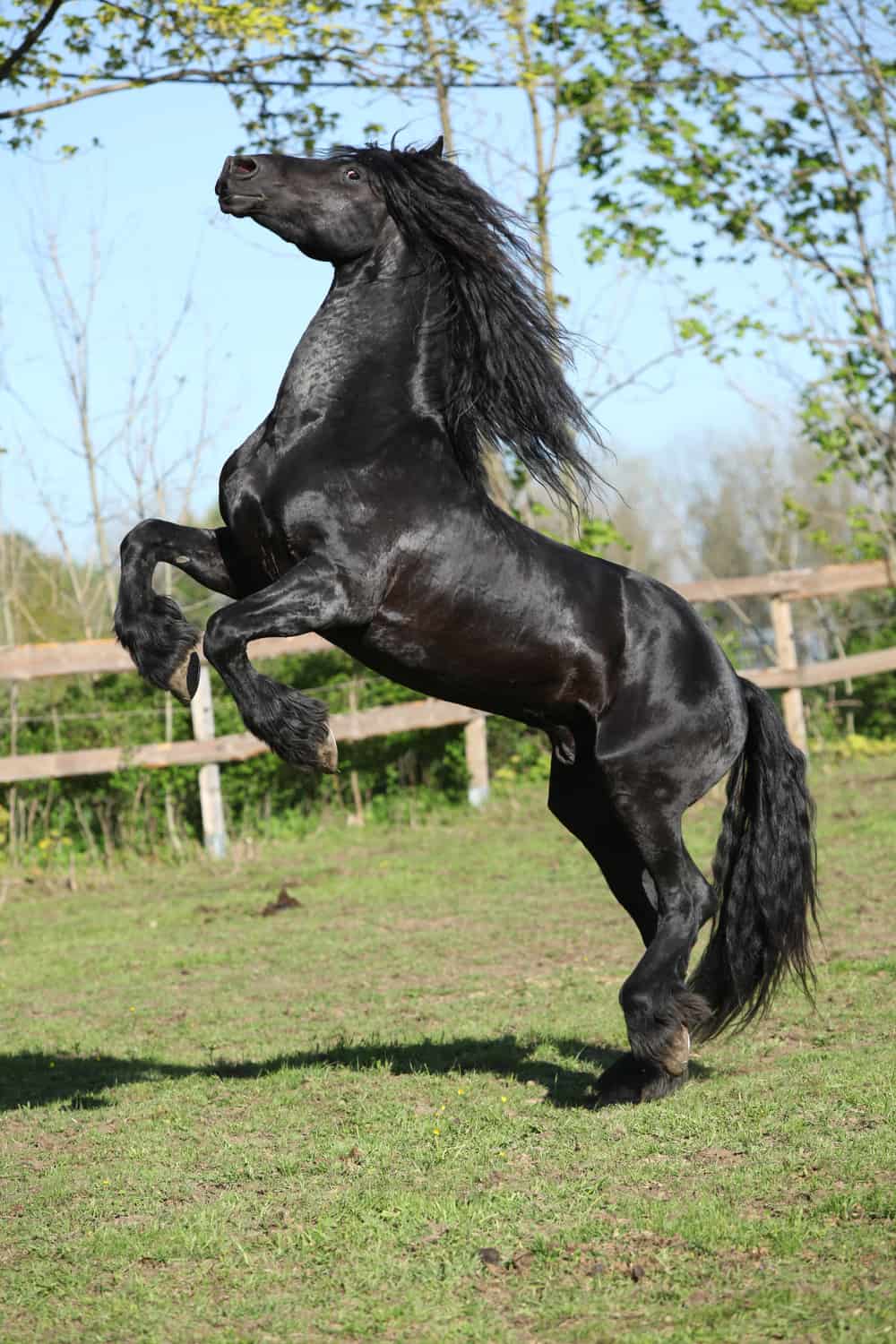 Stallion Horse