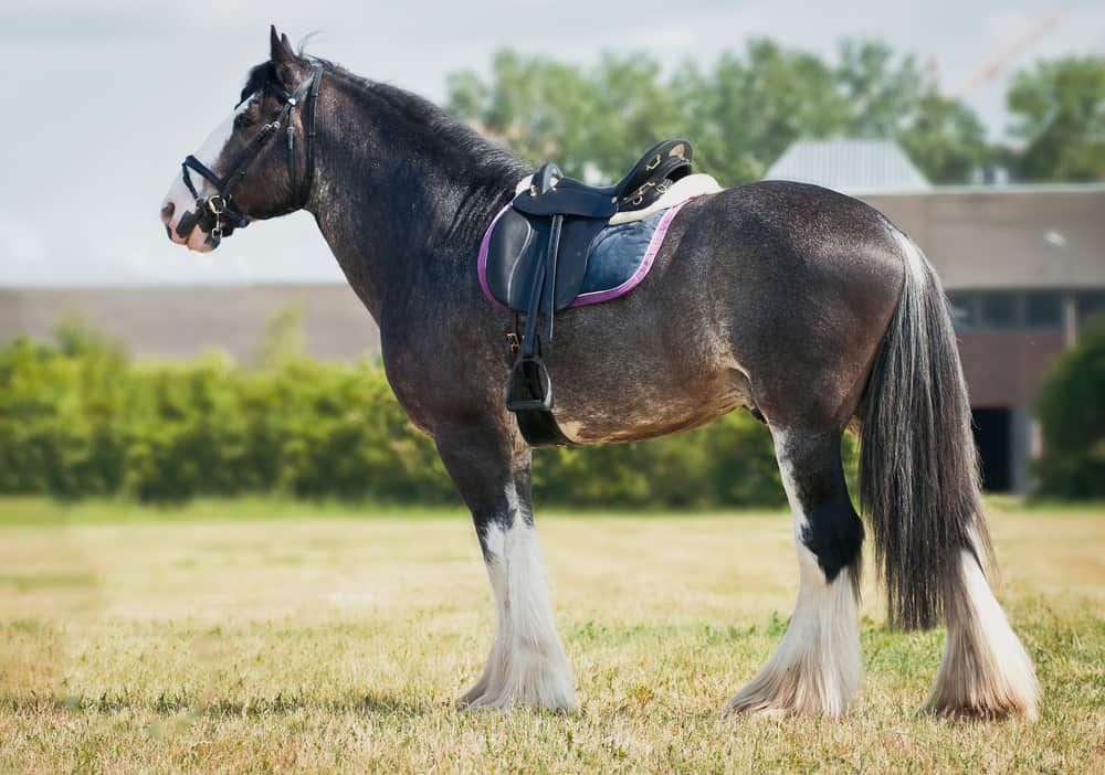 The Shire Horse in the US