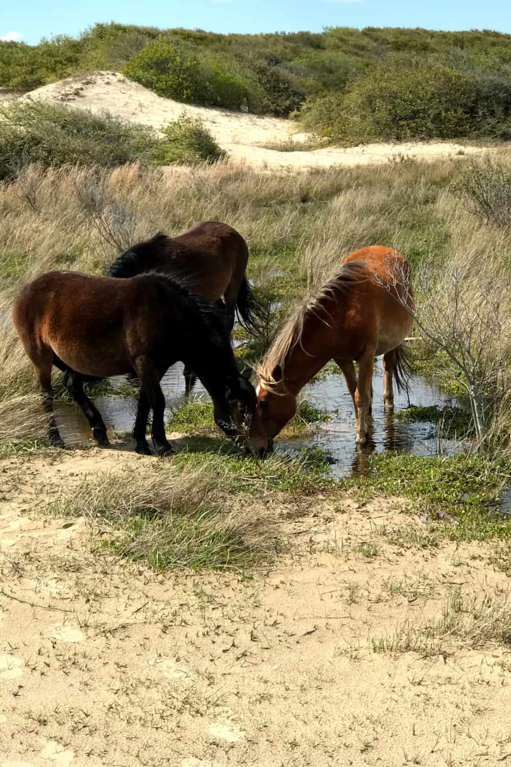 What Do Wild Horses Eat and Drink