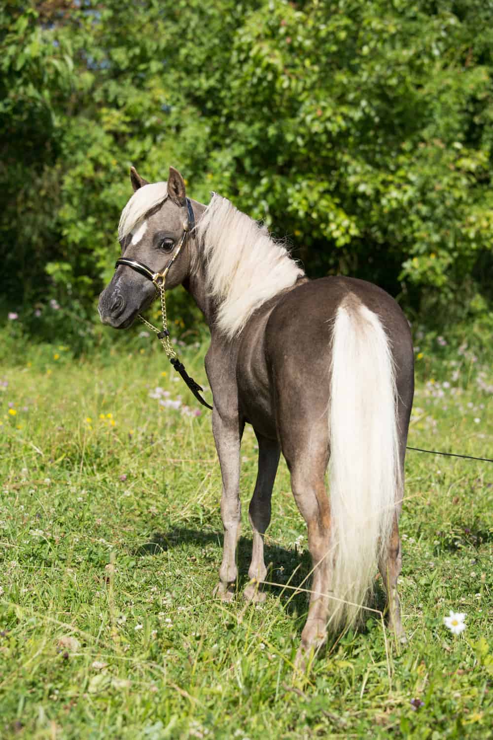 What does a Miniature Horse Look Like