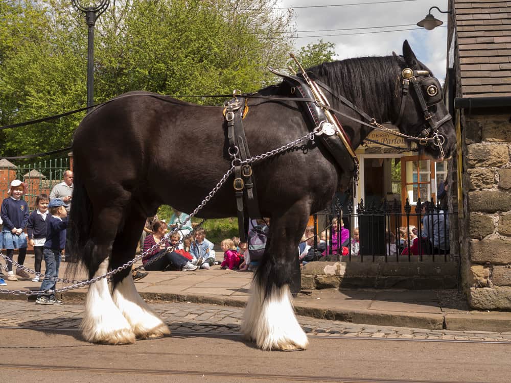 reinvention of the Shire Horse
