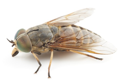 what is Horse fly