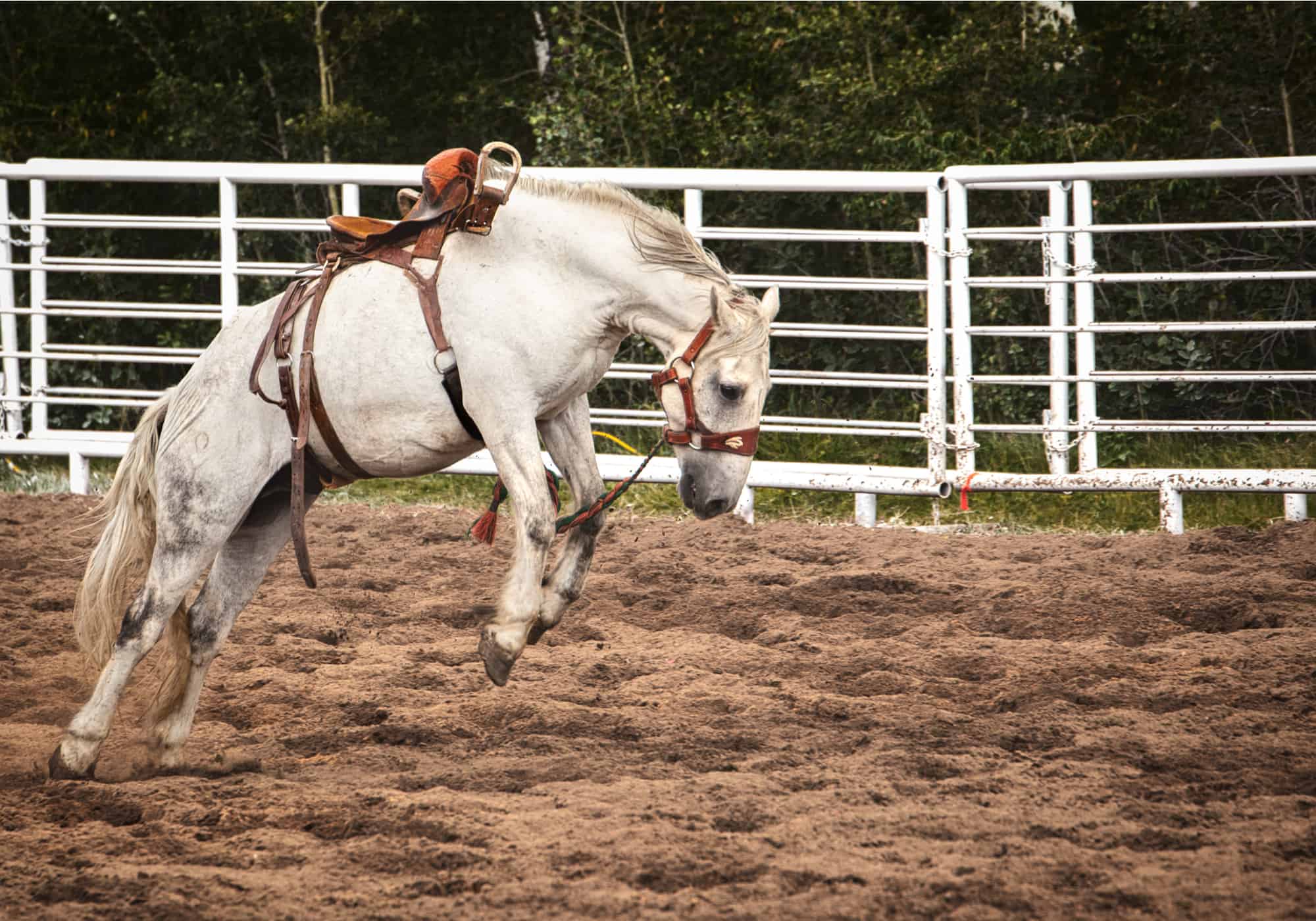 10 Tips to Stop A Horse From Bucking