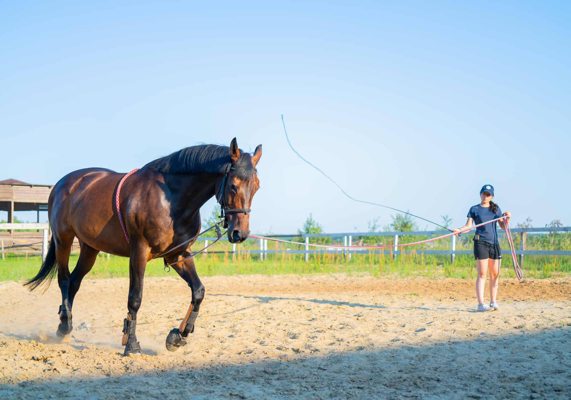 11 Tips to Train a Horse