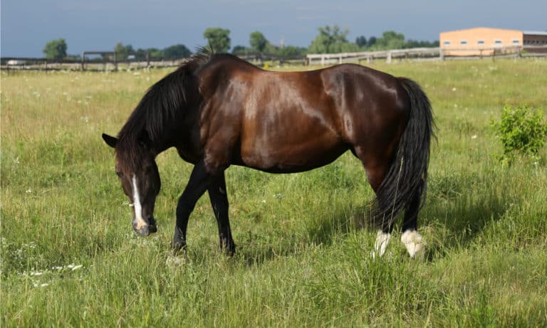 12 Tips to Care for a Fat Horse