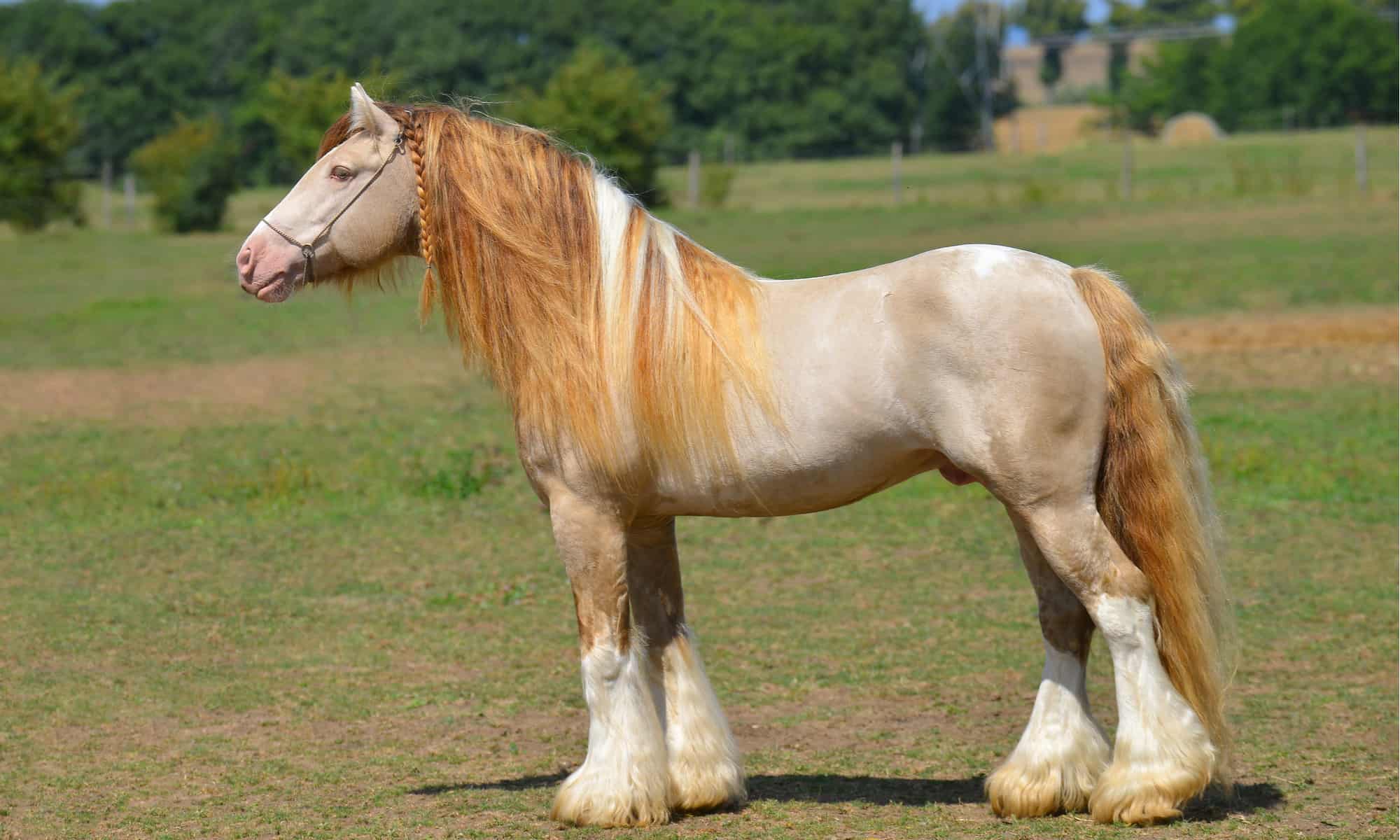16 Facts About a Horse’s Mane