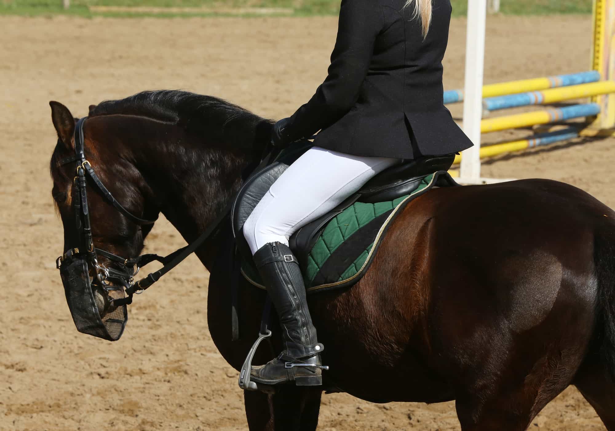 5 Easy Steps to Canter On a Horse (Mistakes to Avoid)