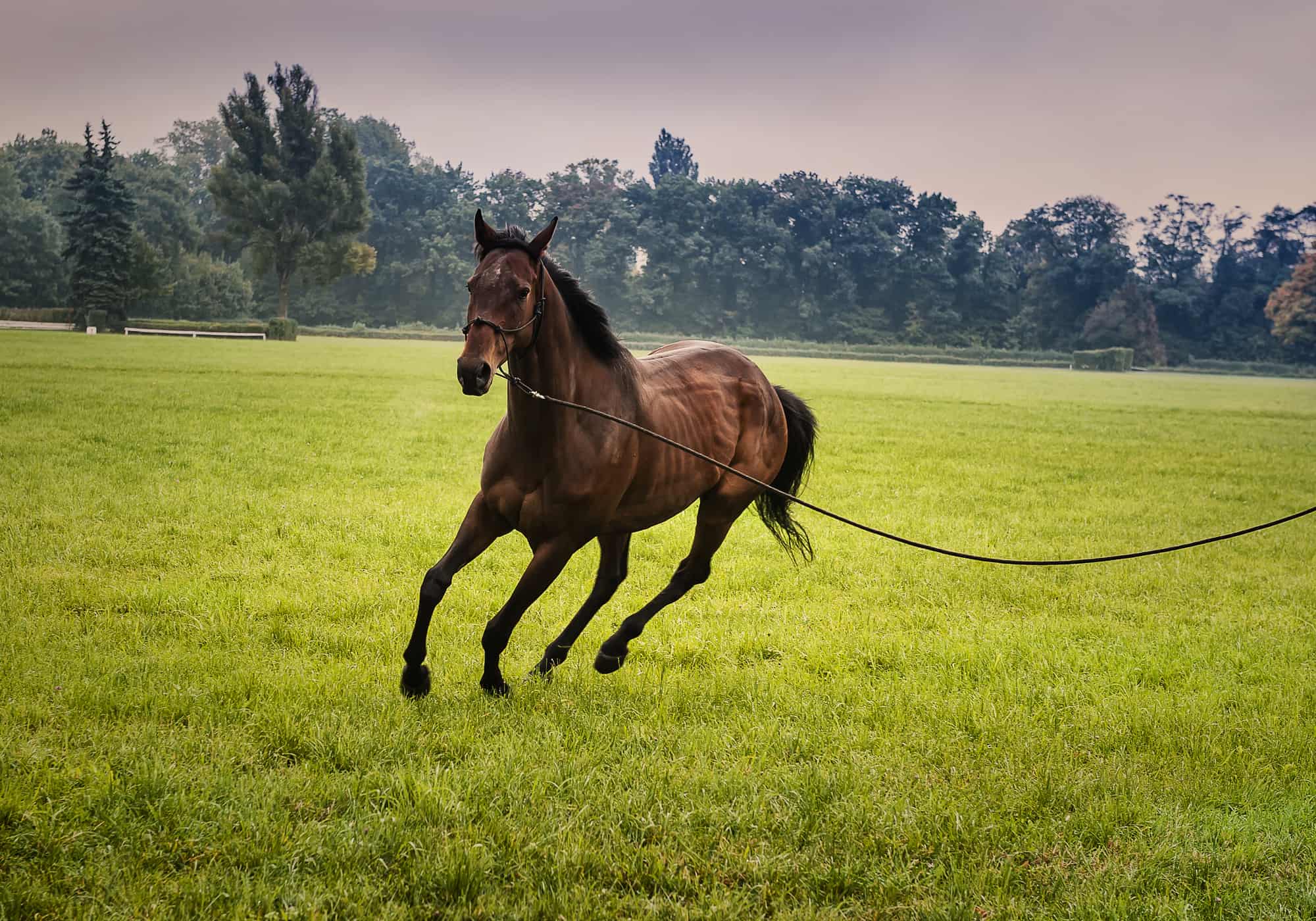 5 Tips to Lunge a Horse