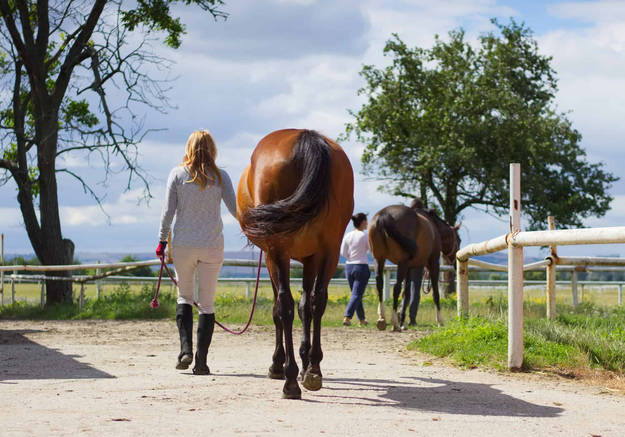 6 Easy Steps to Lead A Horse
