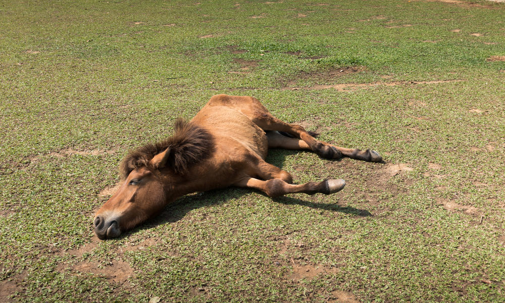 Causes of Horse Colic