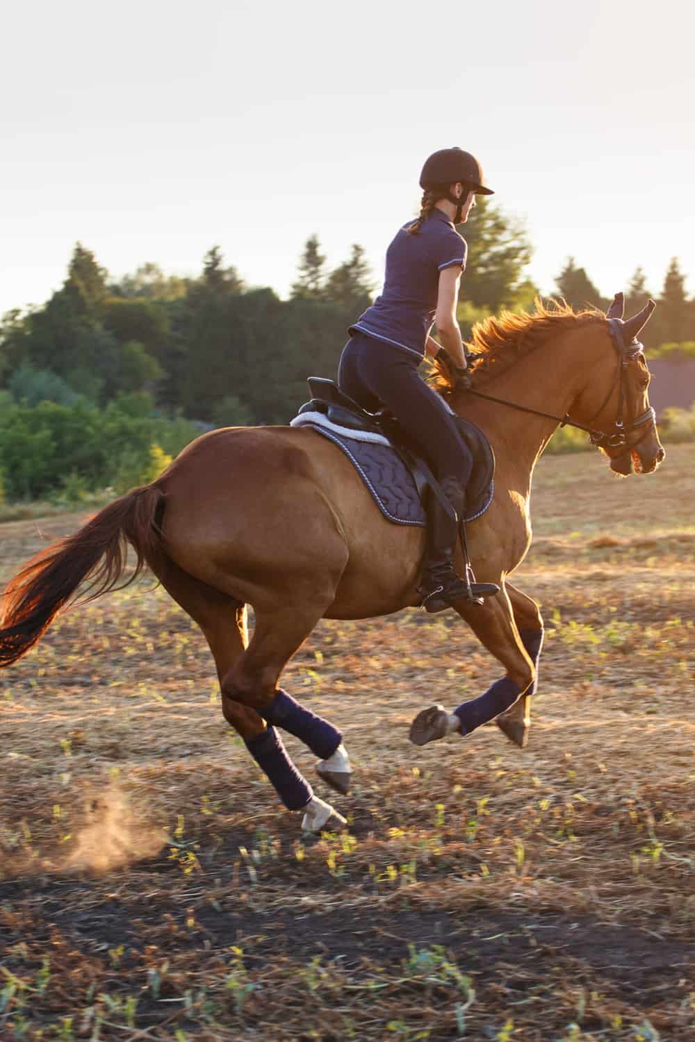 Common Horse Trotting Problems And How To Troubleshoot Them