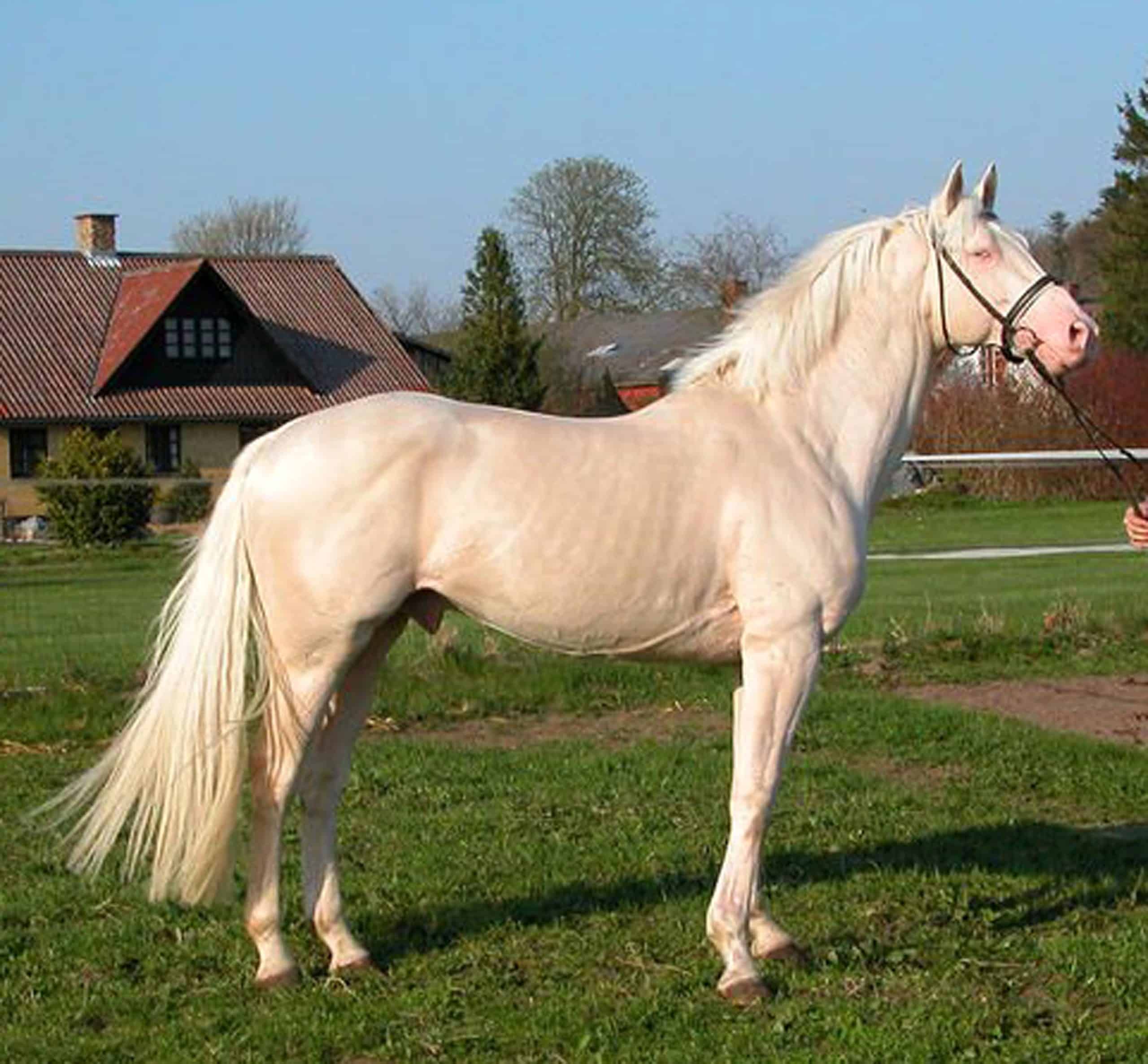 Czech Kinsky Horse