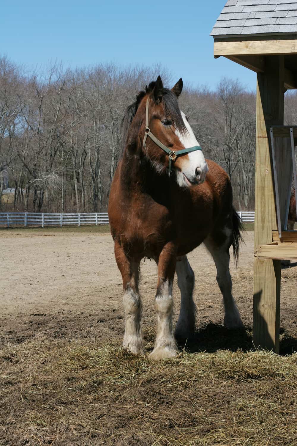 Factors that influence the price of a Clydesdale horse
