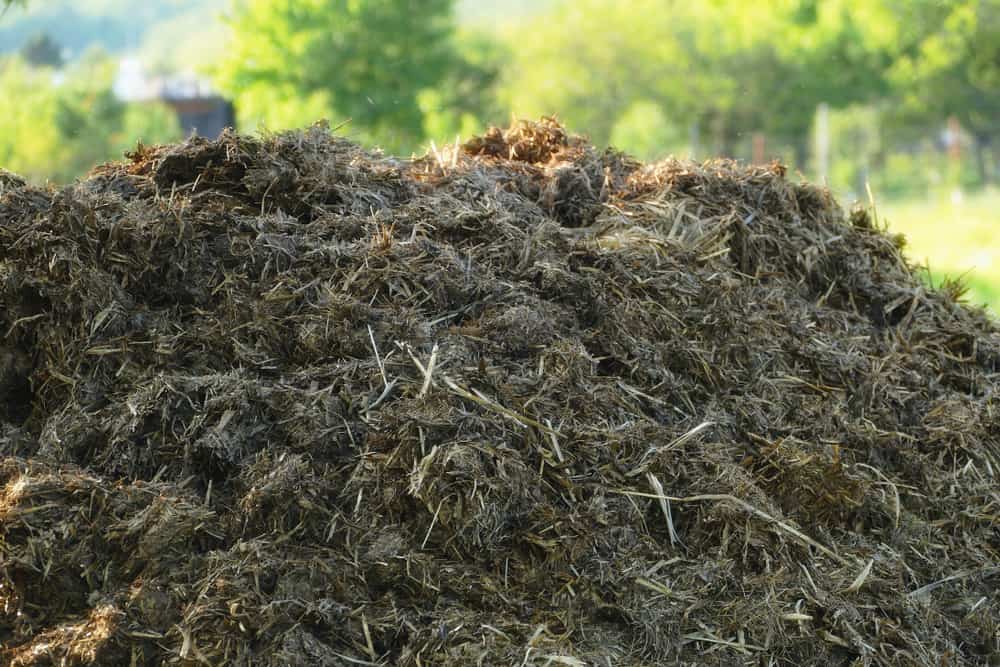 Horse Manure compost