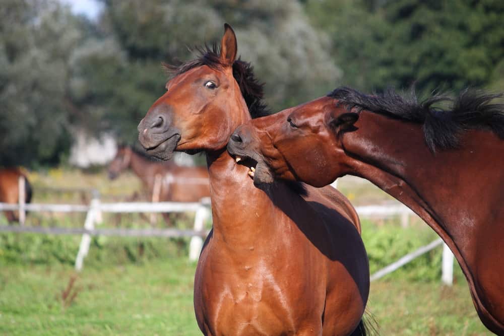 Horses bite during an Allogrooming