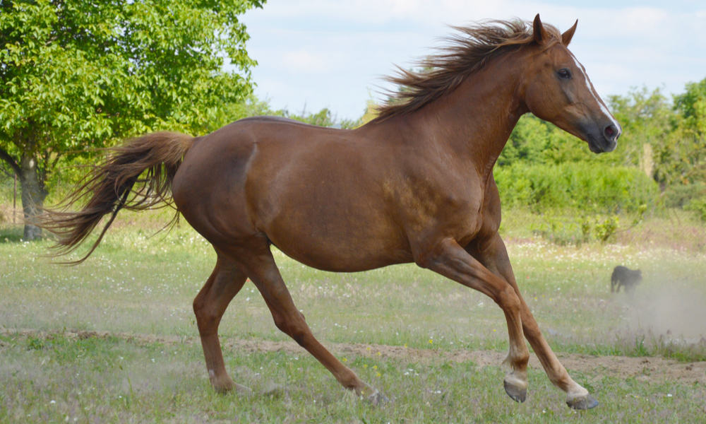 Horses usually have 54 vertebra