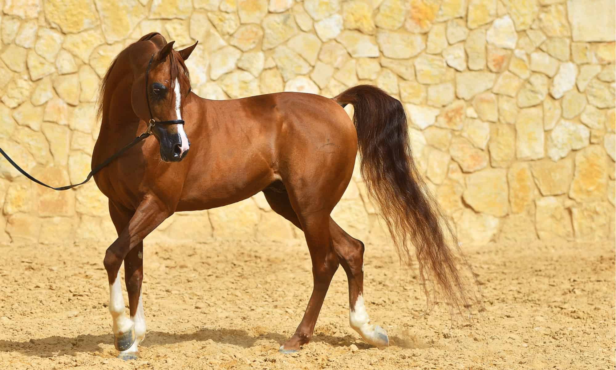 How Much Does an Arabian Horse Cost