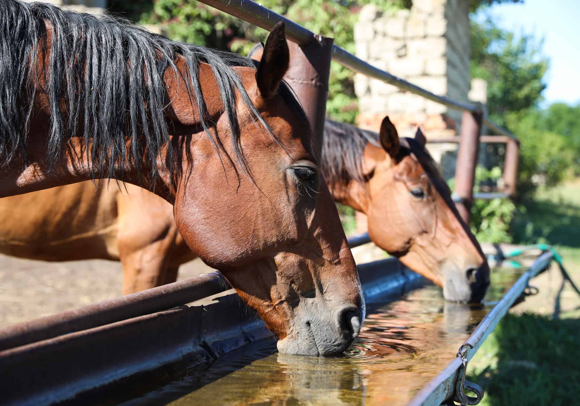 How Much Water Does A Horse Drink (3 Tips to Ensure)