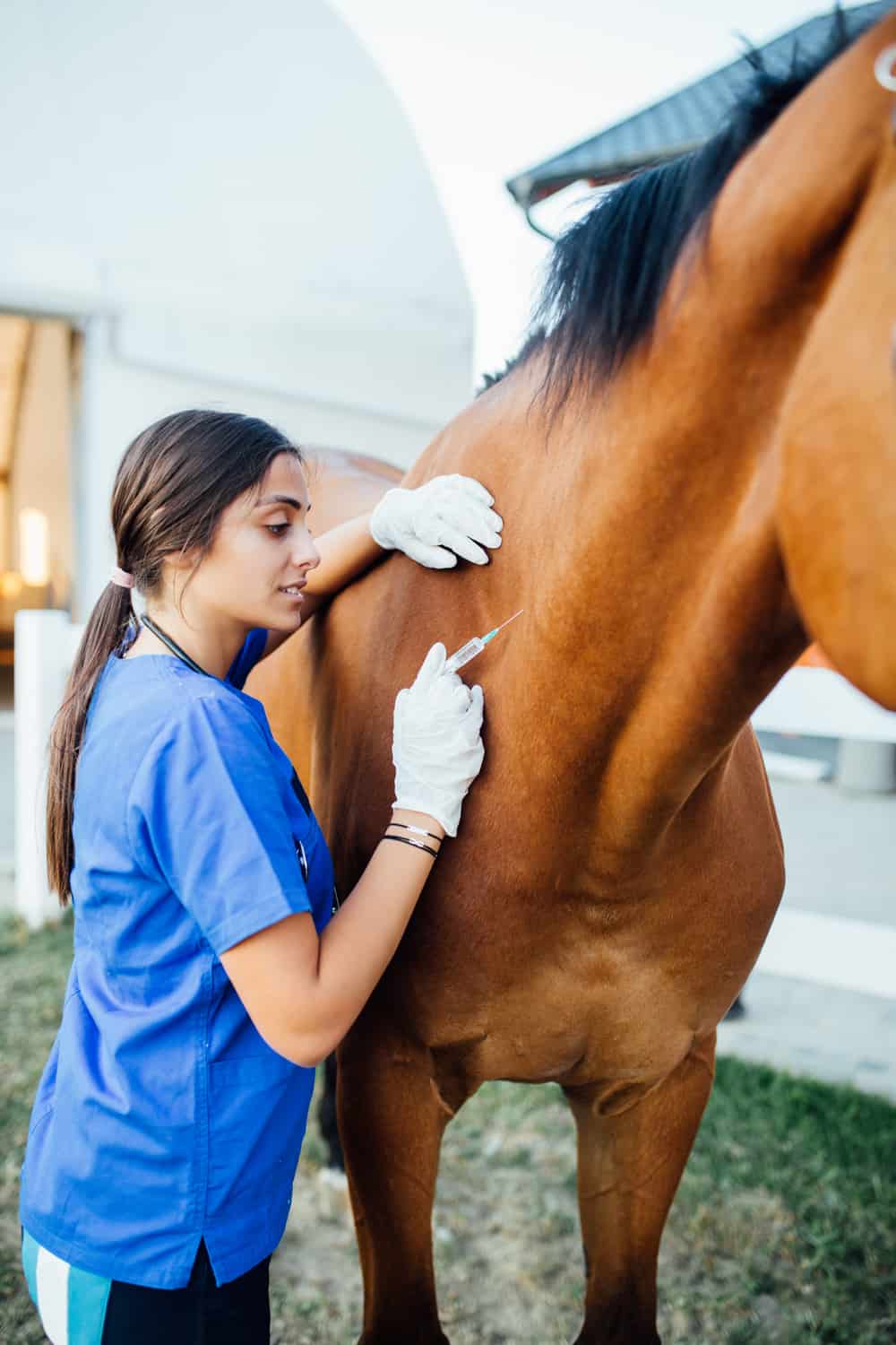 How To Treat Horse Colic