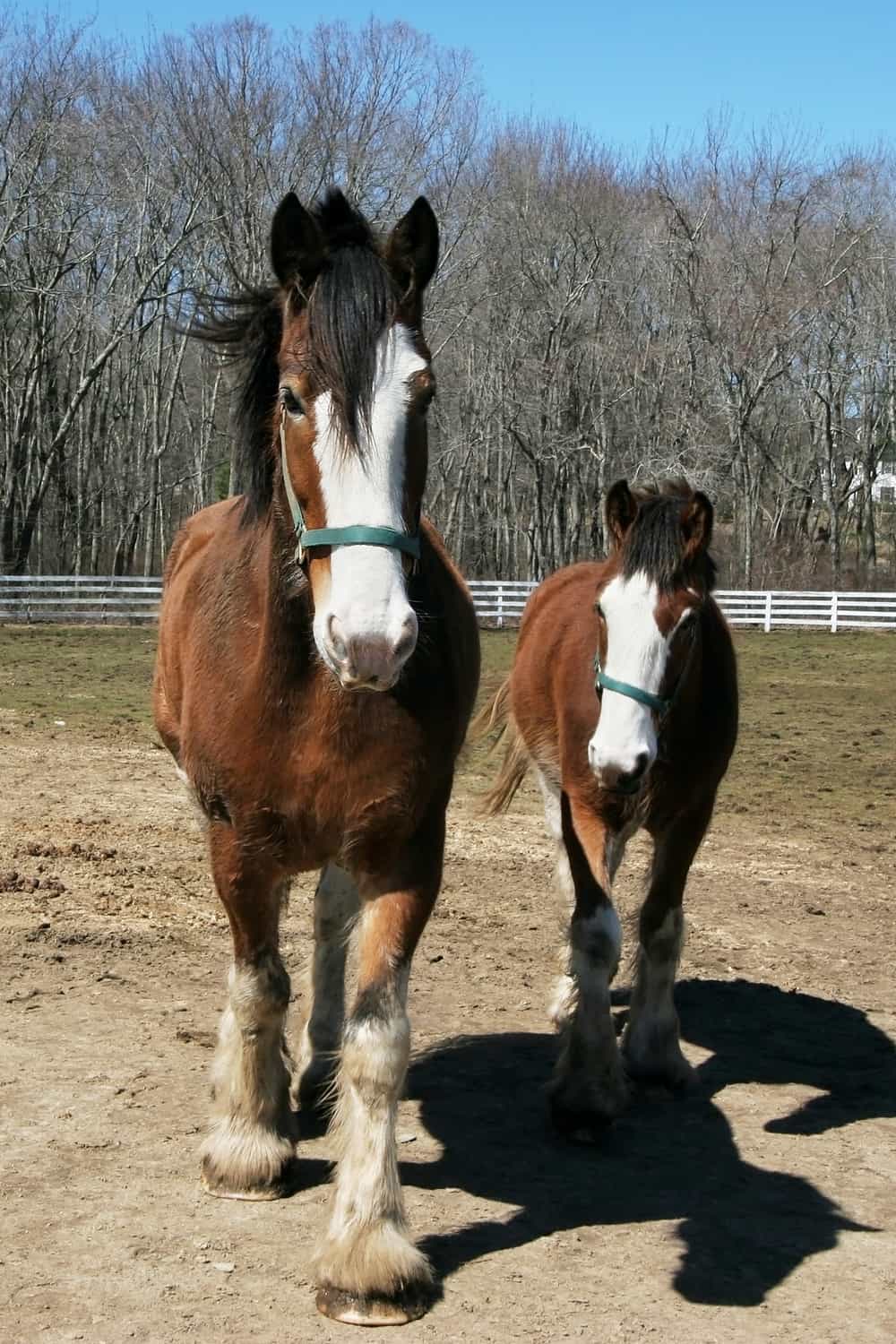 How much does a Clydesdale horse cost