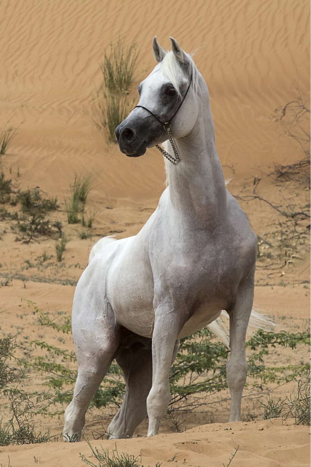 How much does an Arabian horse cost