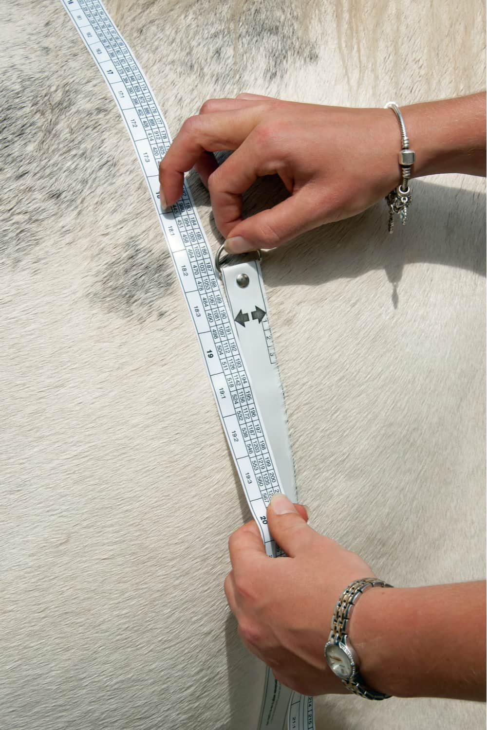 Measuring Horse Weight
