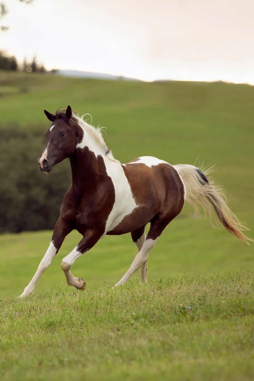Pinto Horse Origin and Background